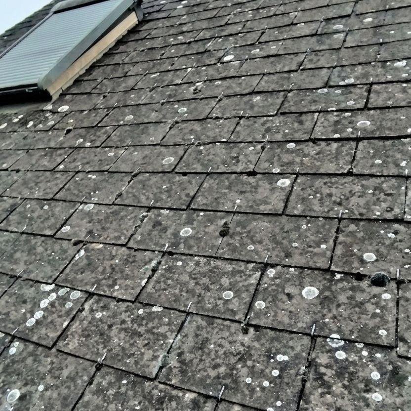 Vue rapprochée de la toiture envahie de mousse et lichens avant nettoyage, secteur Châteaugiron