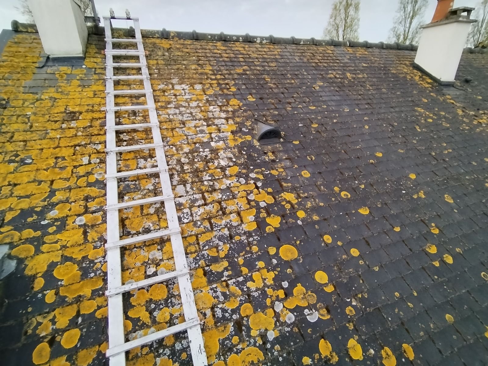 Toiture envahie par le lichen jaune avant nettoyage à Noyal-sur-Vilaine